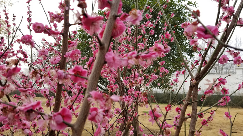 校园花景2.jpg