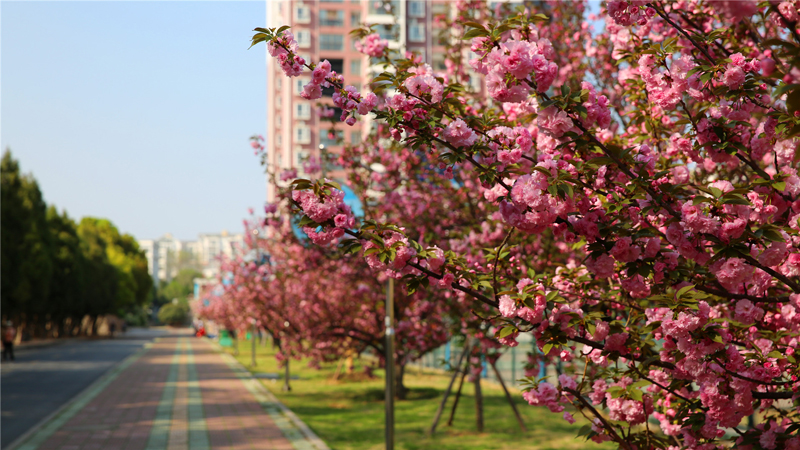 校园花景3.jpg