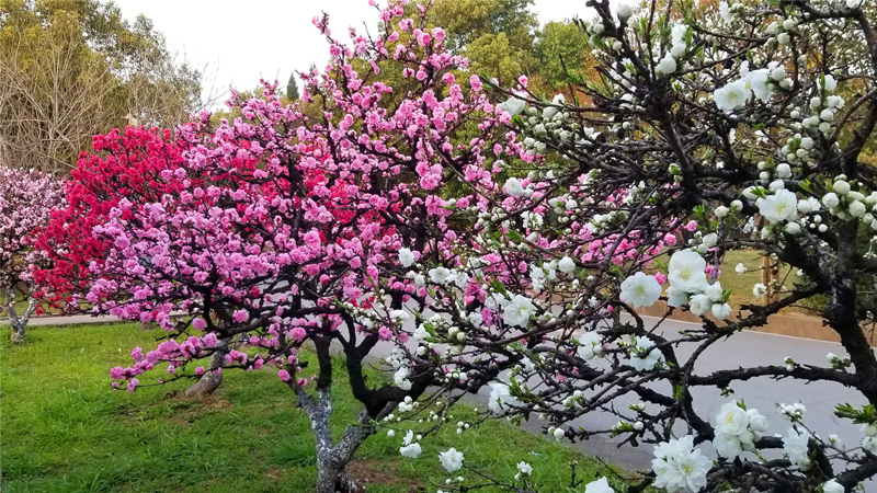 校园花景6.jpg