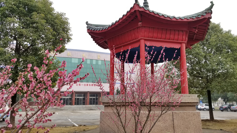校园花景7.jpg